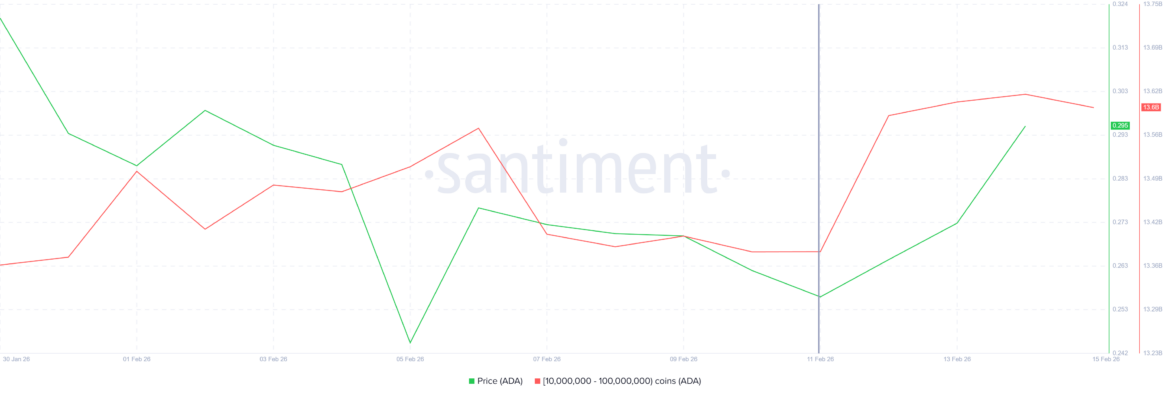 Cardano Whale Holdings. 